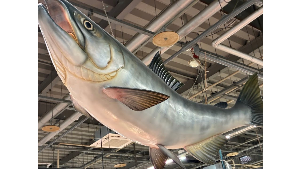 #とれとれ市場　#魚　#和歌山　#白浜
