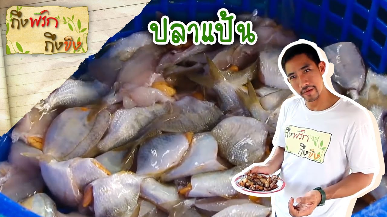 ปลาแป้น I ถึงพริกถึงขิง  17-03-16