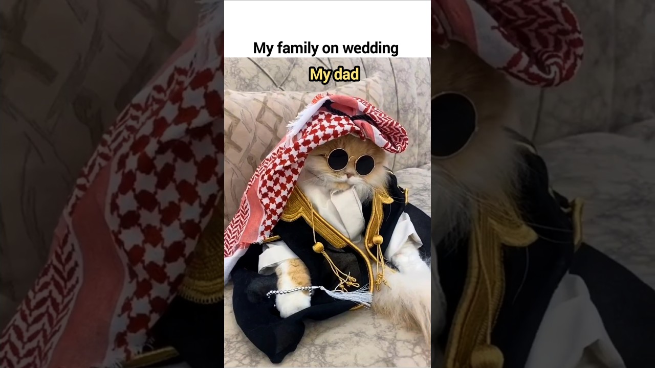 My family on wedding #cute #cat