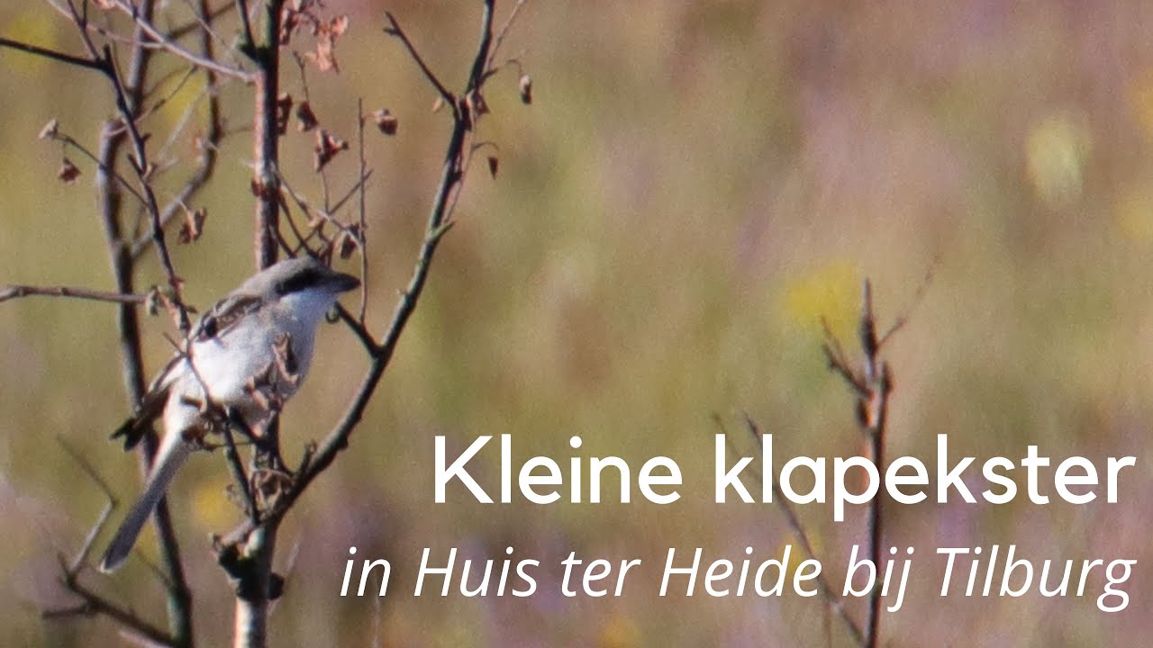 Kleine klapekster op Huis ter Heide  #1329