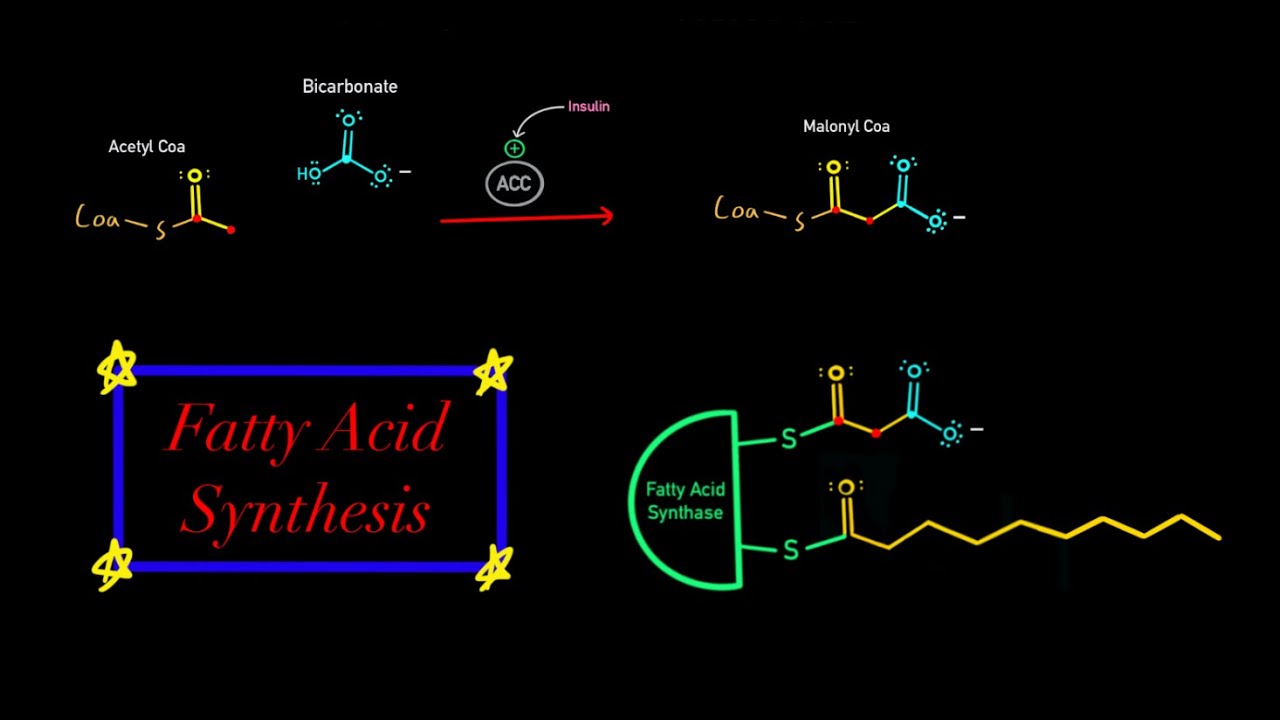 Fatty Acid Synthesis EVERYTHING YOU NEED TO KNOW MCAT BIOCHEMISTRY (Map of Metabolism)