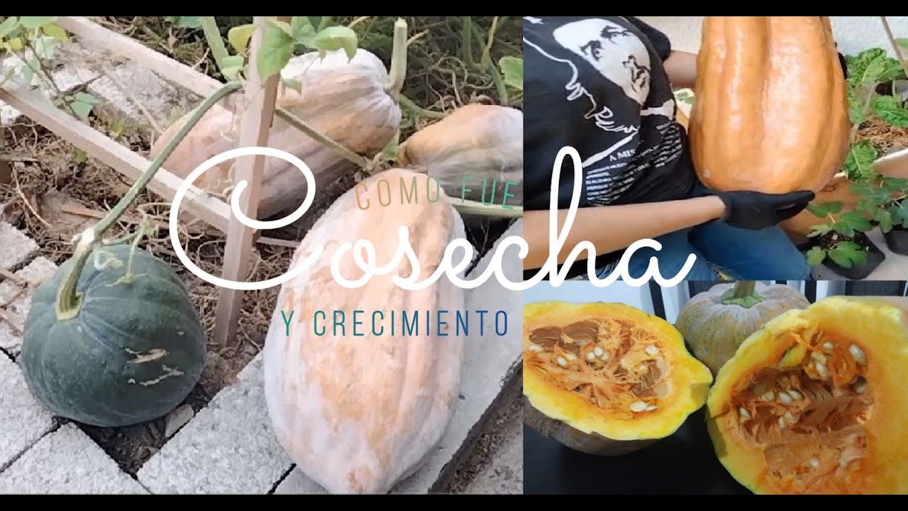Cultivo de calabaza Halloween parte 3 cosecha calabazas de 9 kilos dulce de calabaza| huerto urbano