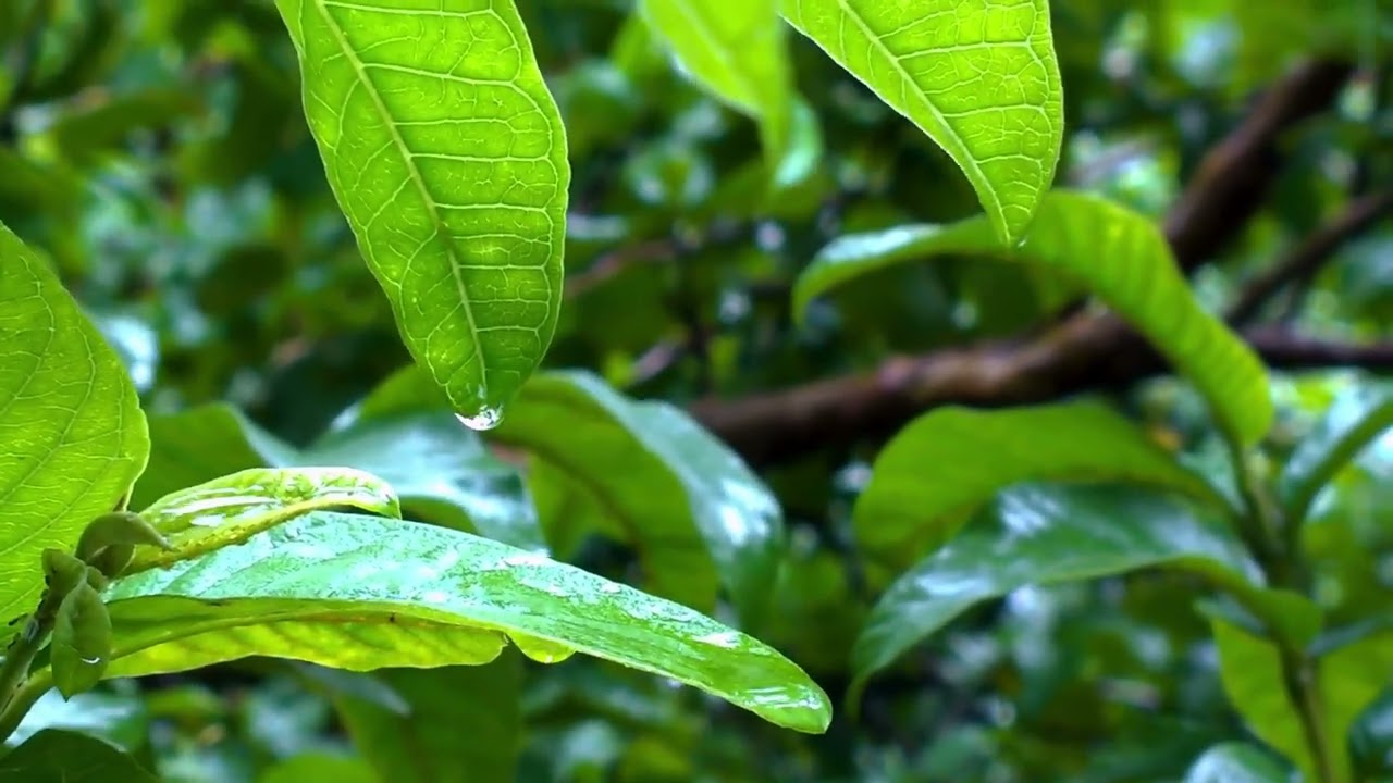 Healing Rain on Lush Leaves 🌱 Soft Ambient Music for Sleep & Stress Relief