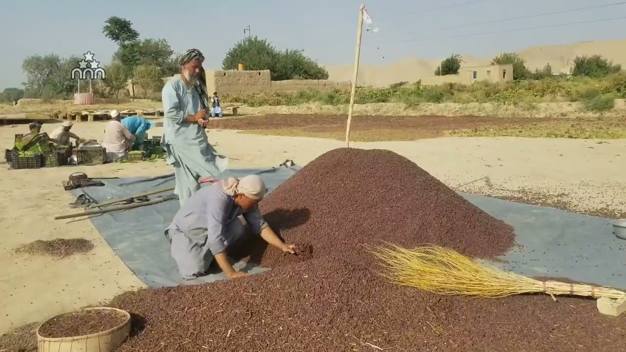کشمش چگونه آماده می‌شود؟ چی نوع انگور بهترین کشمش می‌دهد؟