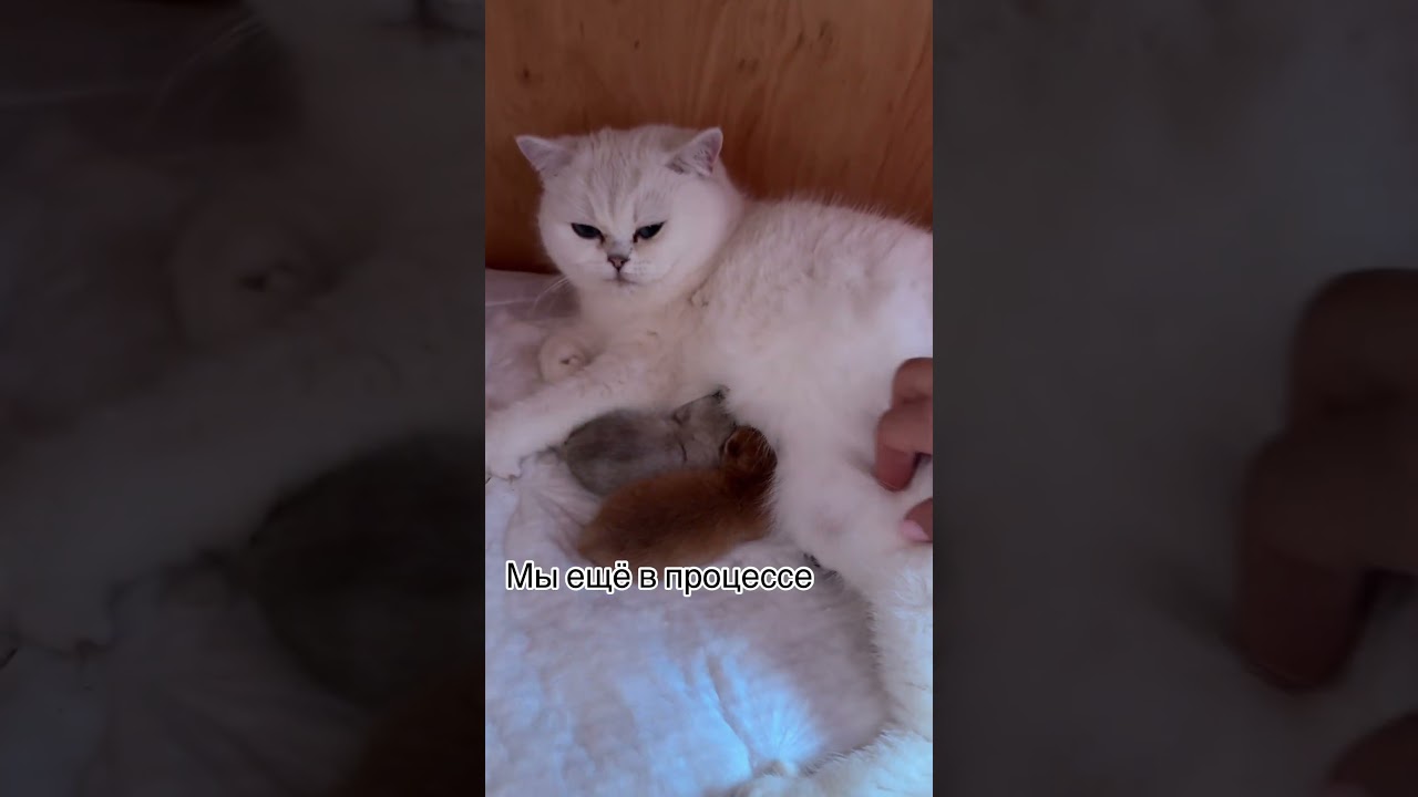 Роды длятся сутку