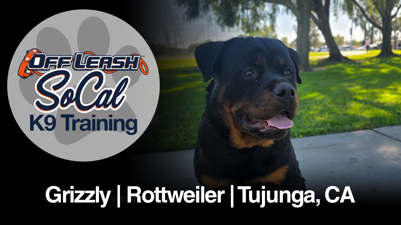 Rottweiler Dog Training | Grizzly | Tujunga, CA