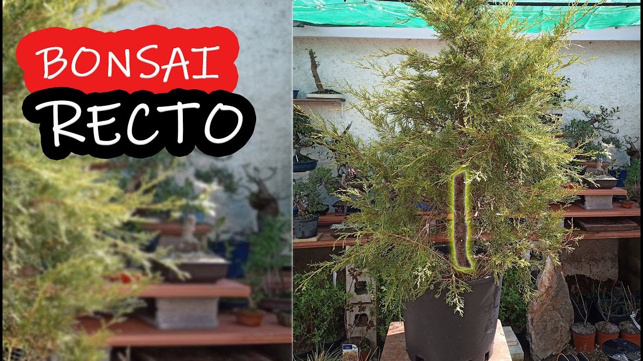 Cómo hacer un bonsái  Con Un PALO Recto Chokkan