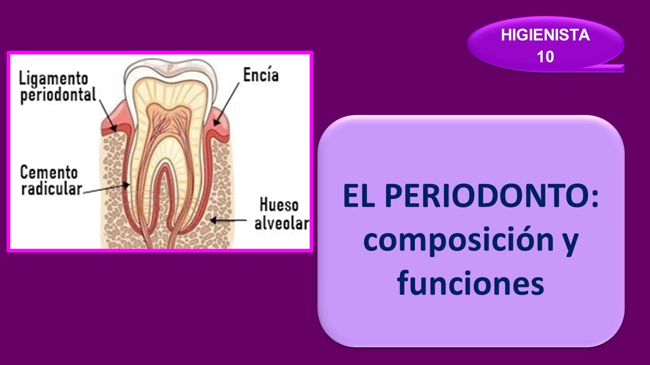 EL PERIODONTO: COMPOSICIÓN Y FUNCIONES.