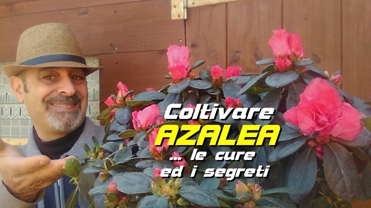 COLTIVARE L'AZALEA E LE CURE