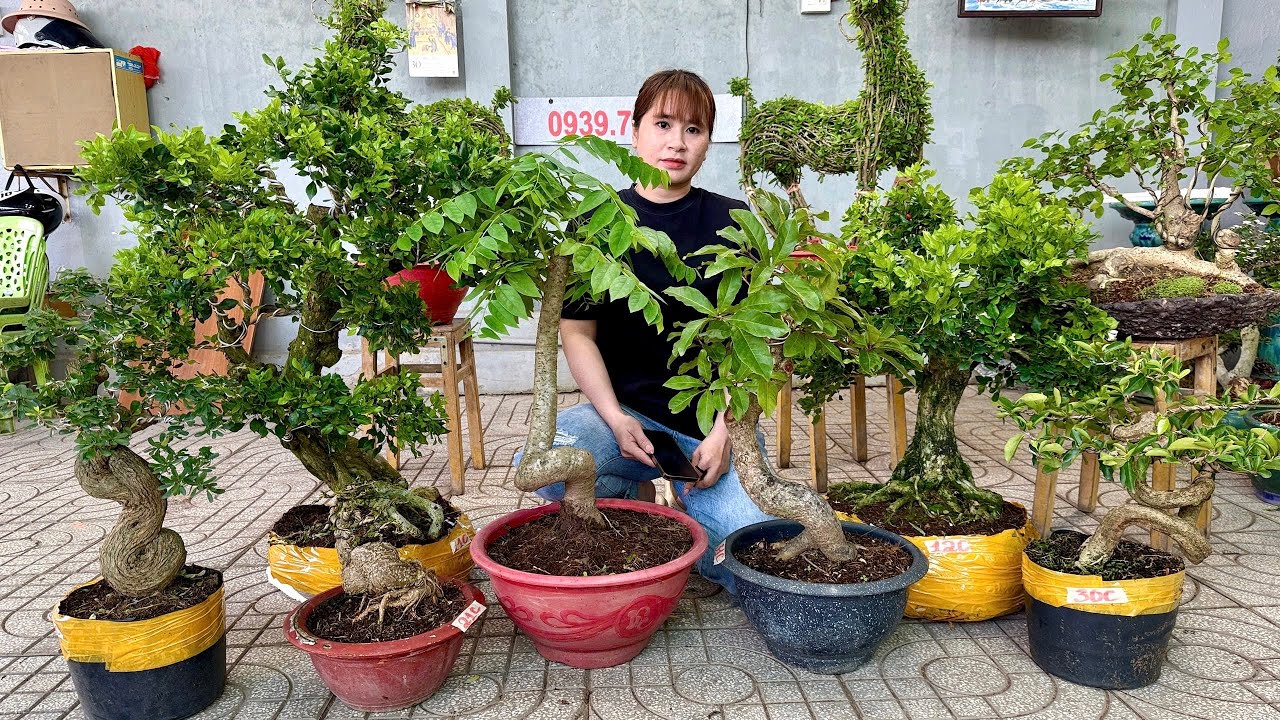 SALE MẠNH CUỐI NĂM 30/12 Th&uacute;y An c&oacute; L&ocirc; C&acirc;y Cảnh & Đồ Gốm Sứ