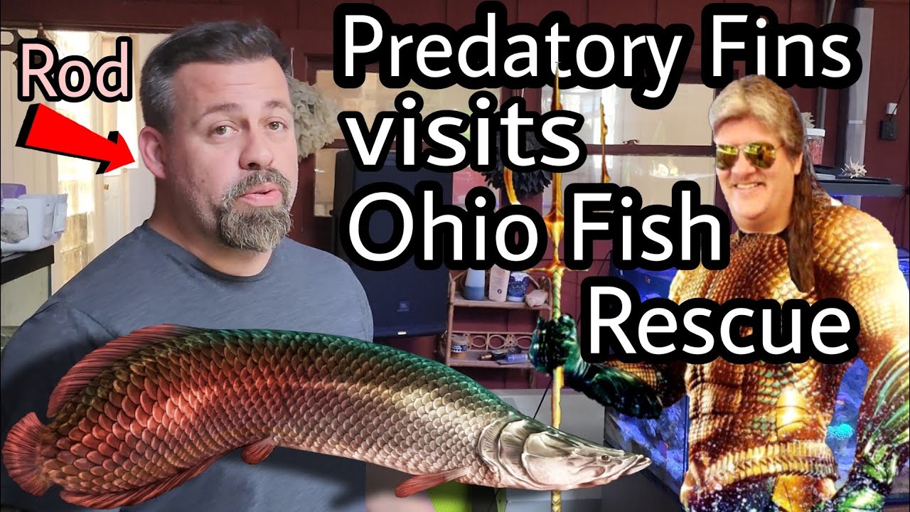 Amazing - Predatory Fins and Ohio Fish Rescue
