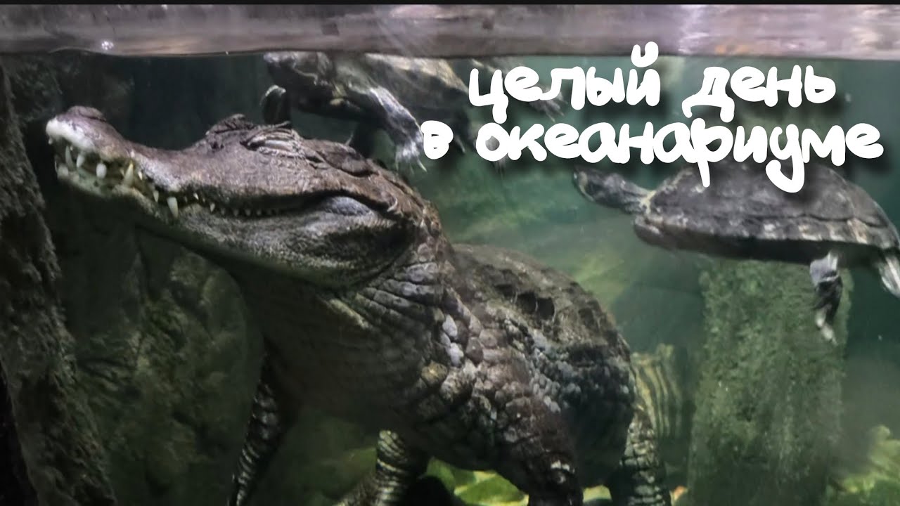 свидание в океанариуме | подарок от мужа на др