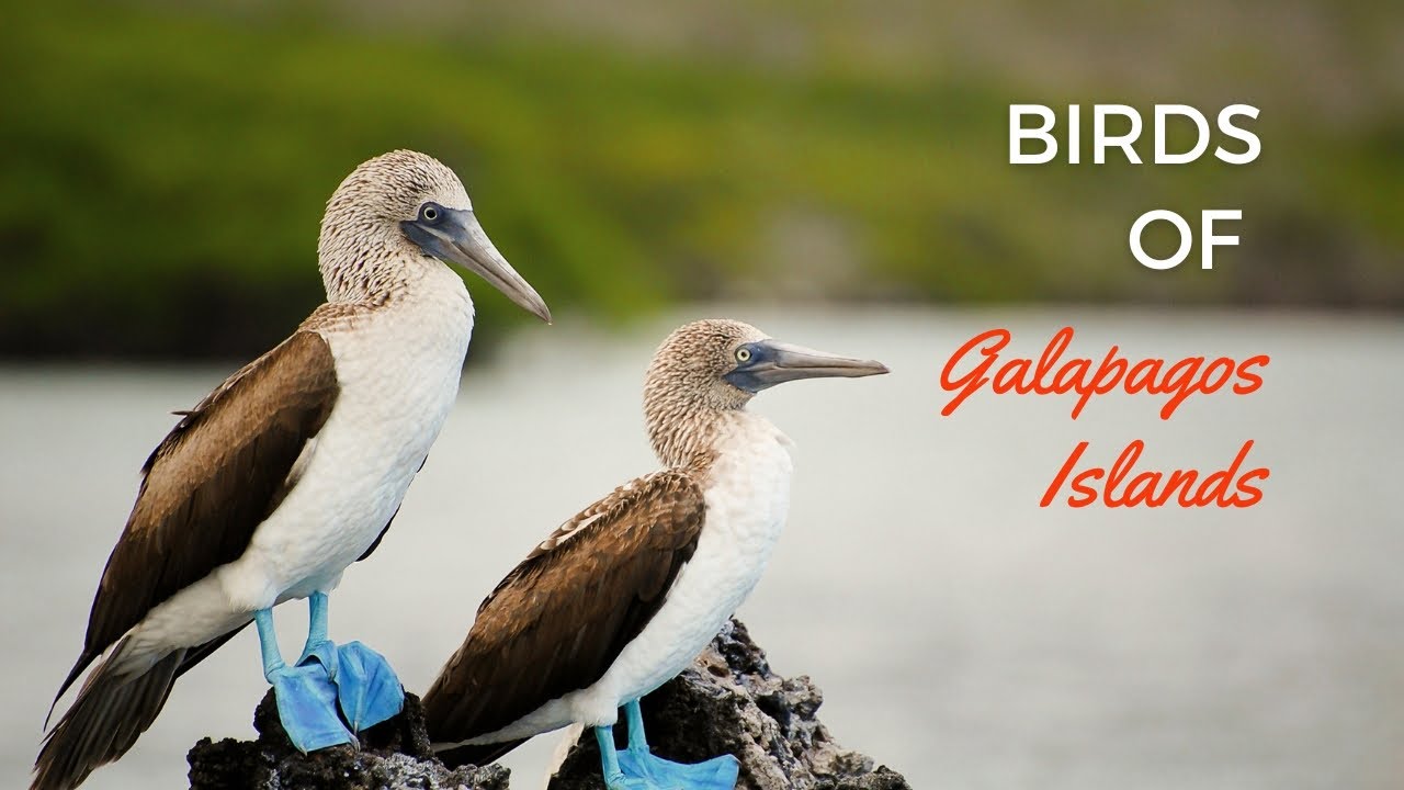Birds of Galapagos Islands 4K