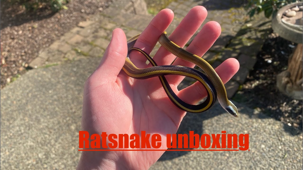 Cave Dwelling Ratsnake Unboxing