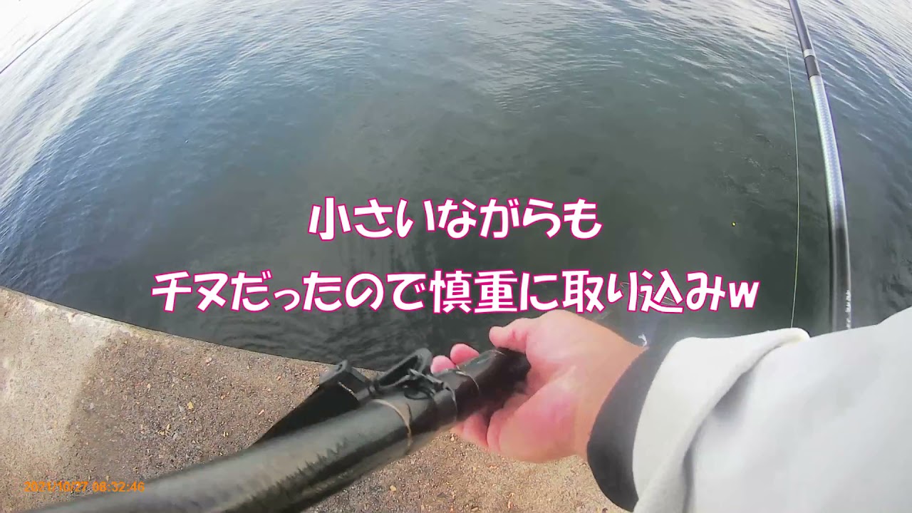 富山湾フカセ釣り　チヌ交じりのグレ大漁