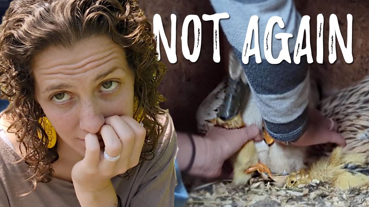 Ducks hatch their babies and REJECT them!