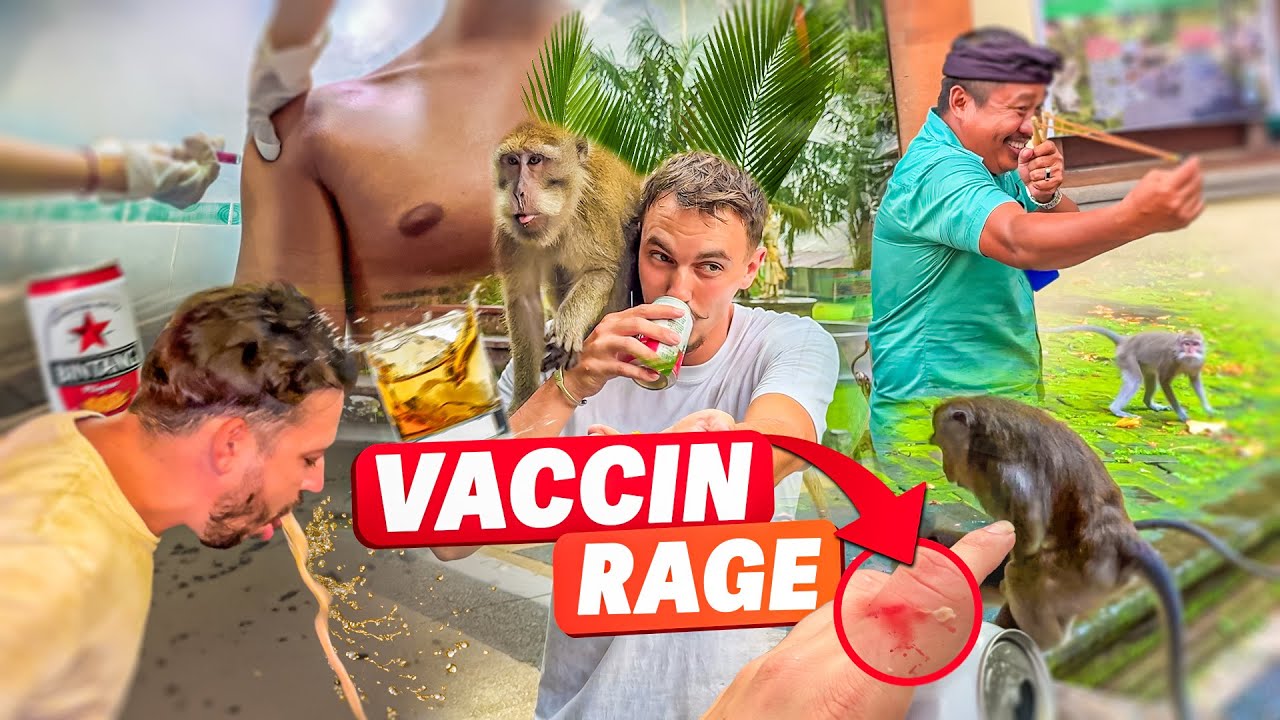 DÉGLINGUE AVEC DES SINGES À BALI les locaux goutent le ricard