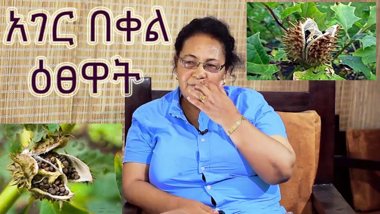 አገር በቀል ዕፀዋት ክፍል ፩ (ager bekel estewat part 1) (Indigenous Plants part 1)