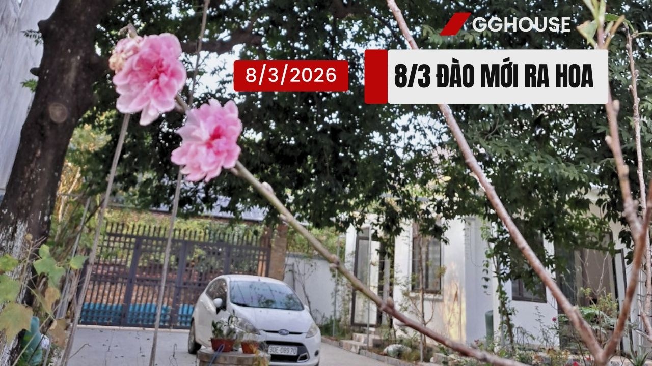 Kỷ niệm ngày 8 tháng 3, 2026 - giới thiệu cây dâu Đài Loan, giống dâu dài, quả ngọt. 