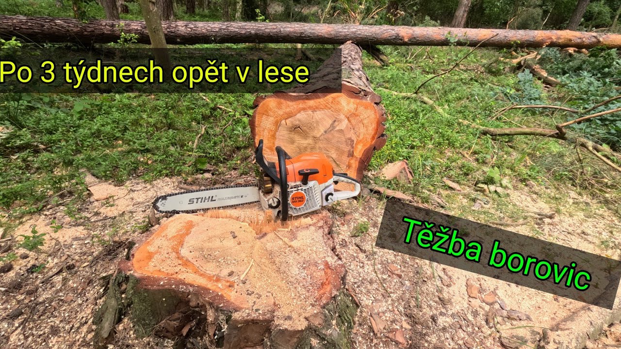 Kácení borovic po 3 týdnech pauzy, Stihl Ms 362, Ukt 7245, Agama aga 2, @jpforest8882
