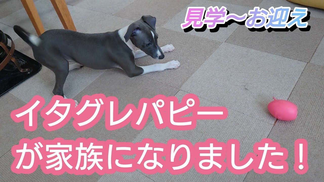 【見学】イタグレパピーが家族になりました【お迎え】