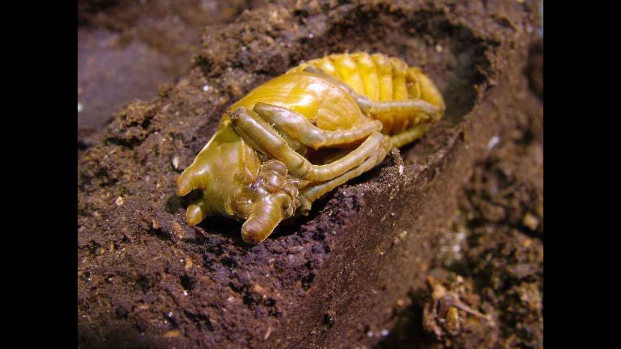 Chalcosoma atlas - Controling the rearing containers