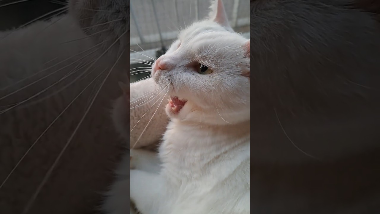 Yawn is too adorable