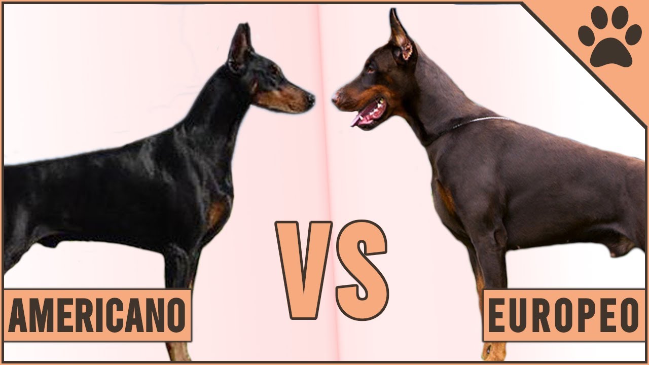 Doberman Europeo vs Doberman Americano - ¿Qué raza de perro es mejor? | Perros Mundo