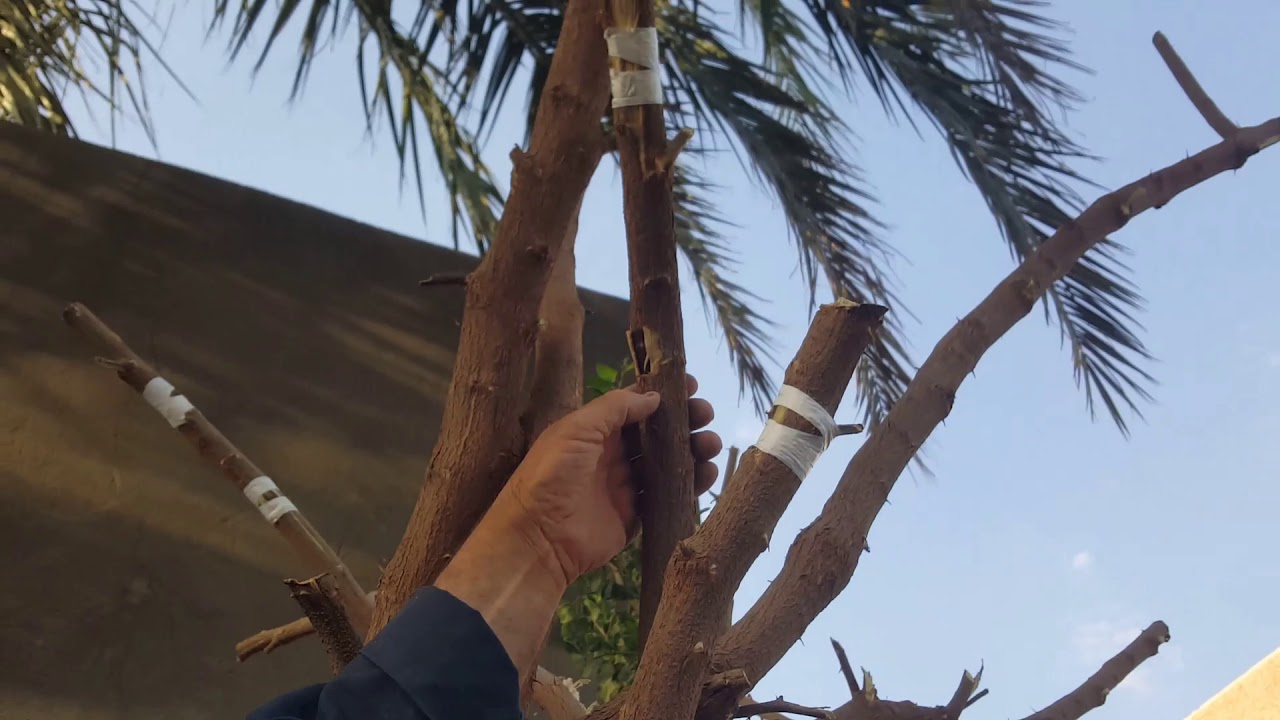 تطعيم السدر النبق التفاحي والزيتوني من البداية والى النهاية خطوة بخطوةحتى نمو البراعم