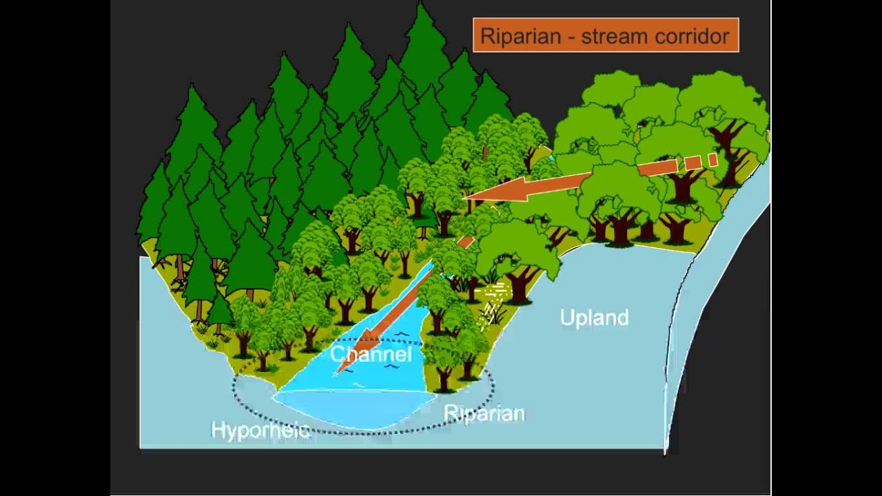 From the Raindrop to the River: The Basics of Forest Hydrology