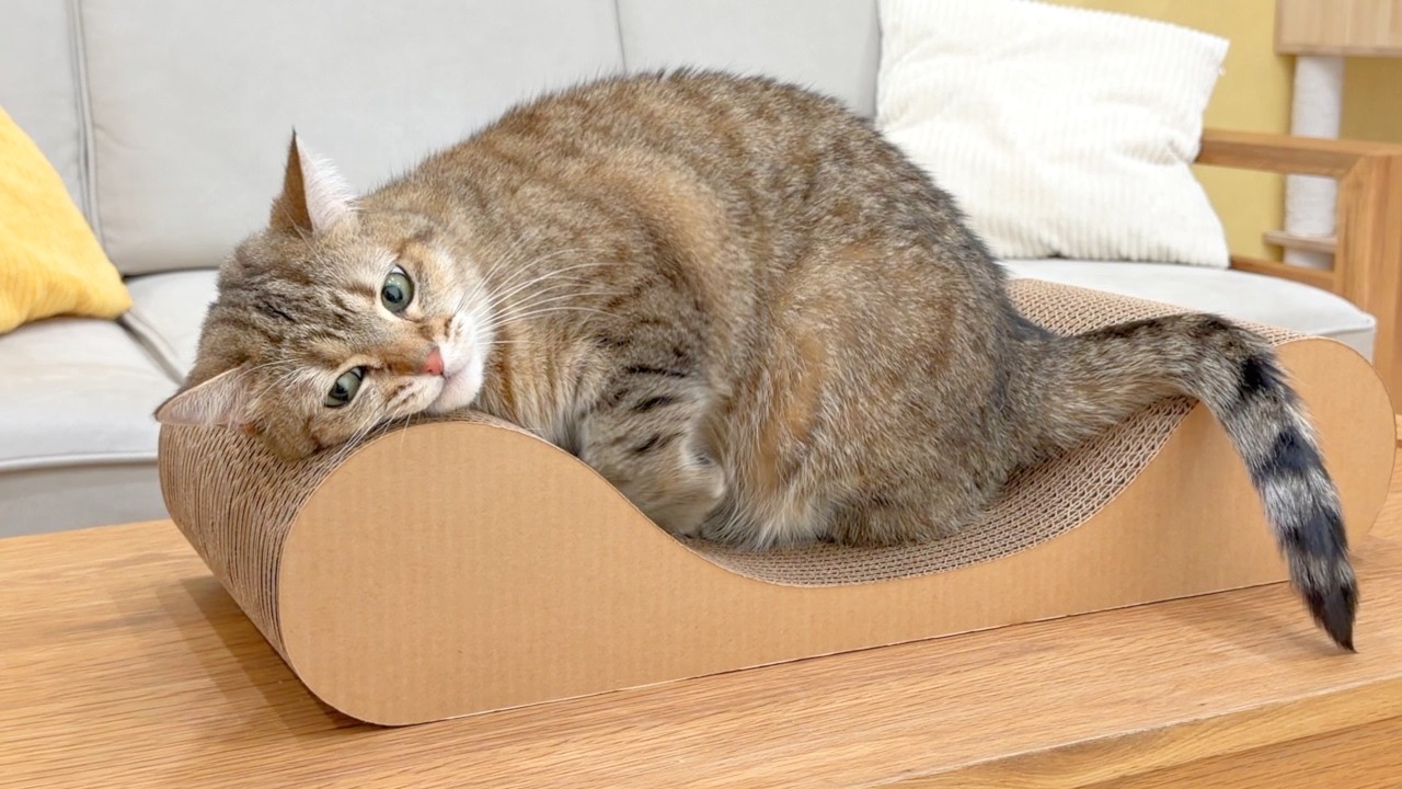 シンデレラフィットするベッドを猫に買ってみたら…笑