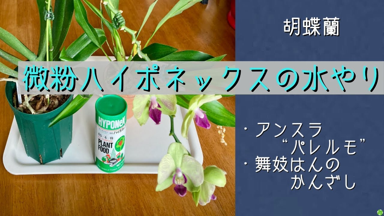 2026年2月20日　《微粉ハイポネックス》を与える　1年間咲いている【アンスラ“パレルモ”】と【セロジネ舞妓はんのかんざし】　微粉ハイポネックスの使い方