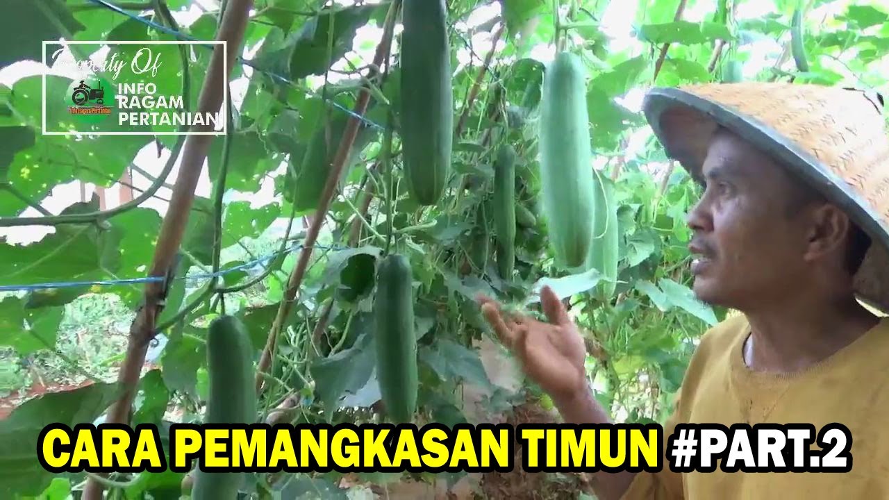 BEGINI CARA PEMANGKASAN TIMUN AGAR BUAH BANYAK & CEPAT PANEN # PART 2