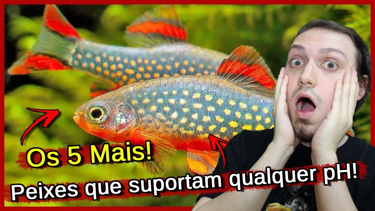 5 PEIXES Que Suportam Qualquer PH!