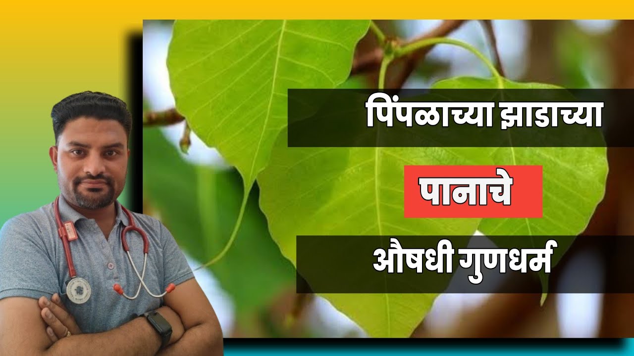 11) पिंपळाच्या पानाचे अविश्वसनीय फायदे | Benefits of Ficus Religiosa | Peepal Tree | @DrAbhisClinic