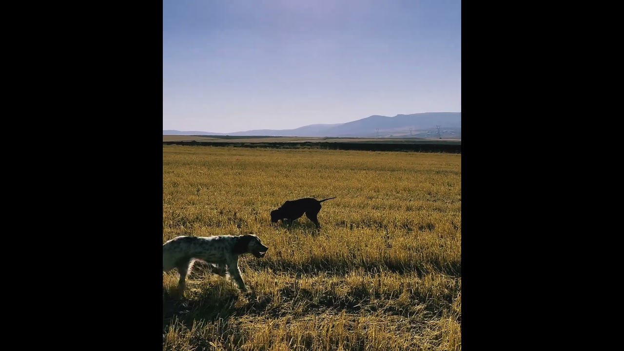 Ador&rsquo;s quail ferma. #hunter #hunting #pointer #englishpointer #dog #dogs #quail #ferma #setter