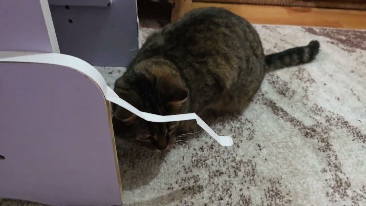 КОТЯЧИЙ  ТИГИДИК 🐾 Мурка 
