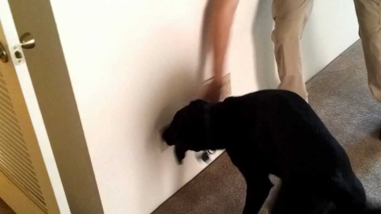 Ross - Bed Bug Detection Dog Inspecting a vacant unit