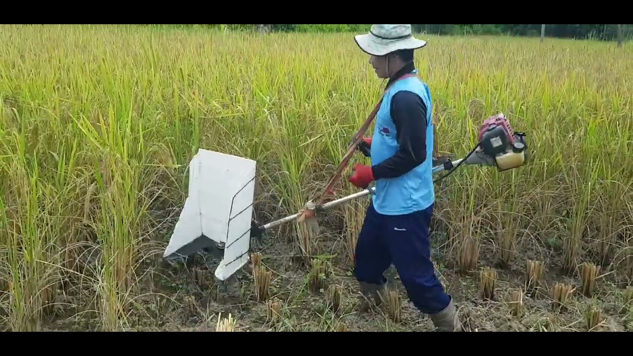 เกียวข้าวด้วยเครื่องตัดหญ้าแบบทำเอง