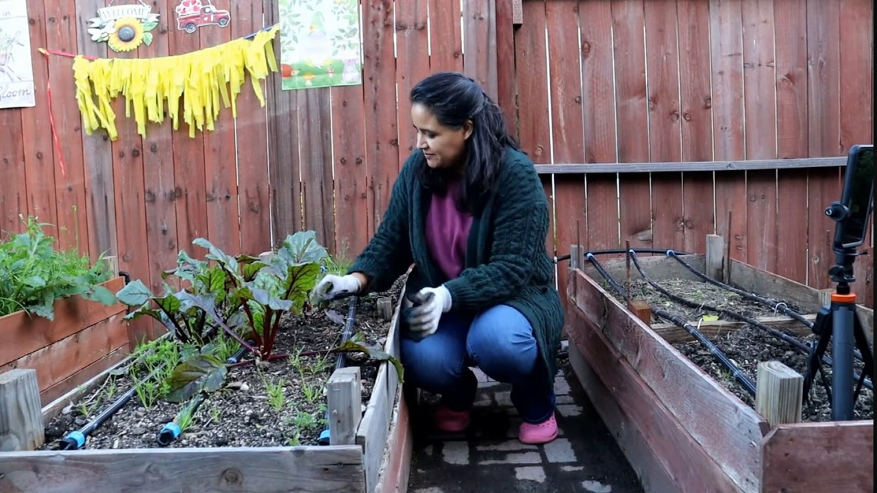 febrero 5 al 8 | vlog del huerto | nuestros semilleros | los plantines empezaron a nacer !