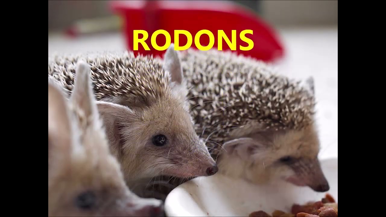 Cançó dels eriçons