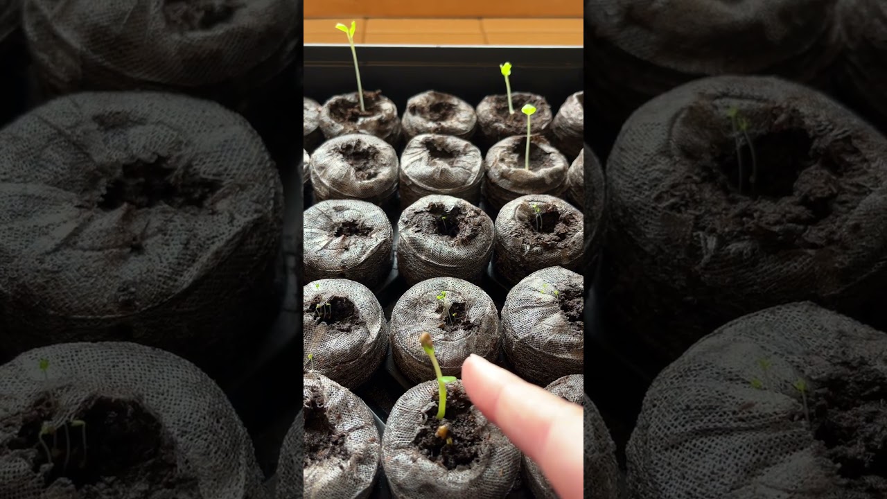 1 Week Followup For Seeding #Hollyhock #Foxglove #Lupine
