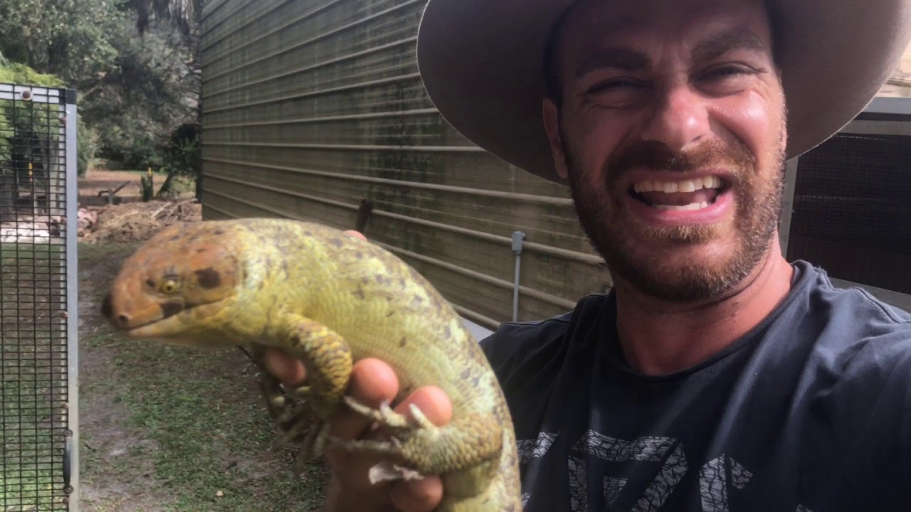 Monkey Tailed Skink UNBOXING!