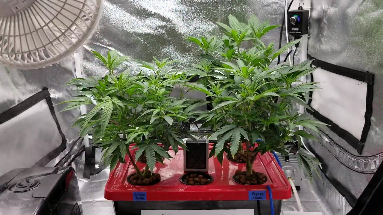 Week 2 EZHYDROGROW.COM DWC kit