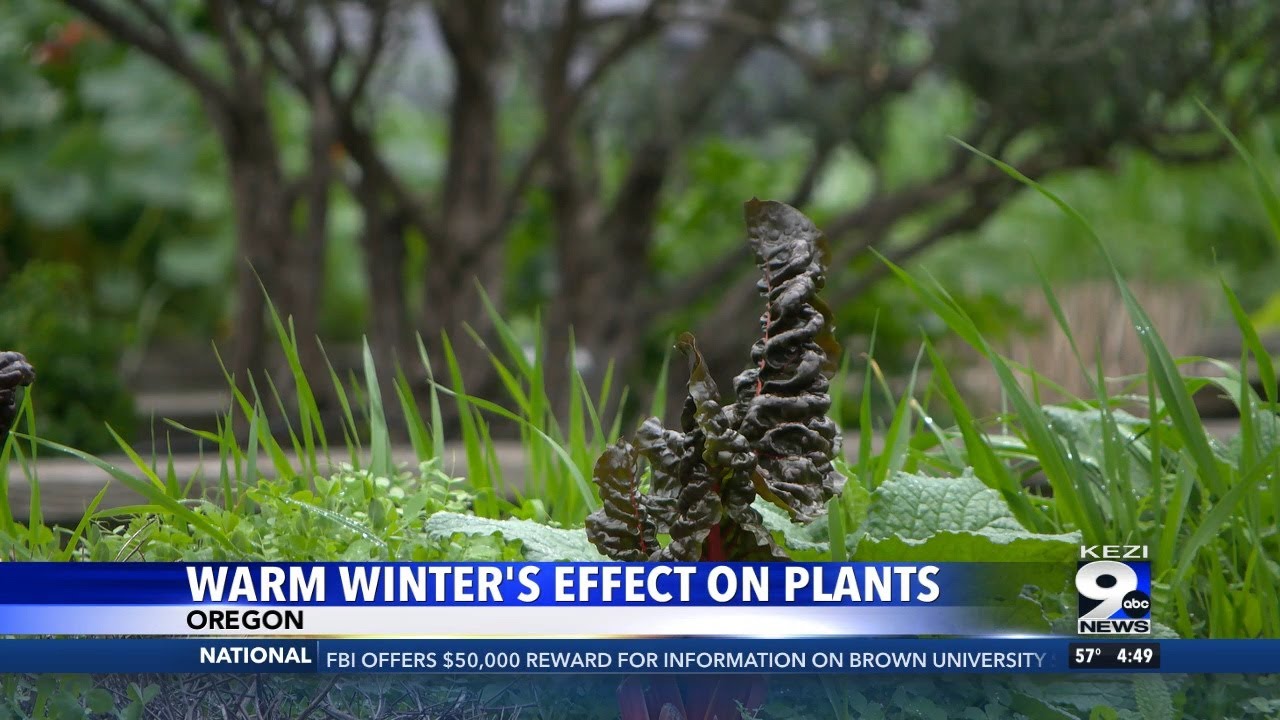 Warm Winter’s Effect On Plants