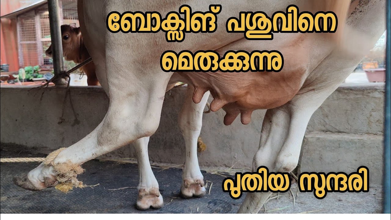 ബോക്സിങ് പശു എങ്ങനെ പാൽ കിട്ടും cow farming malayalam