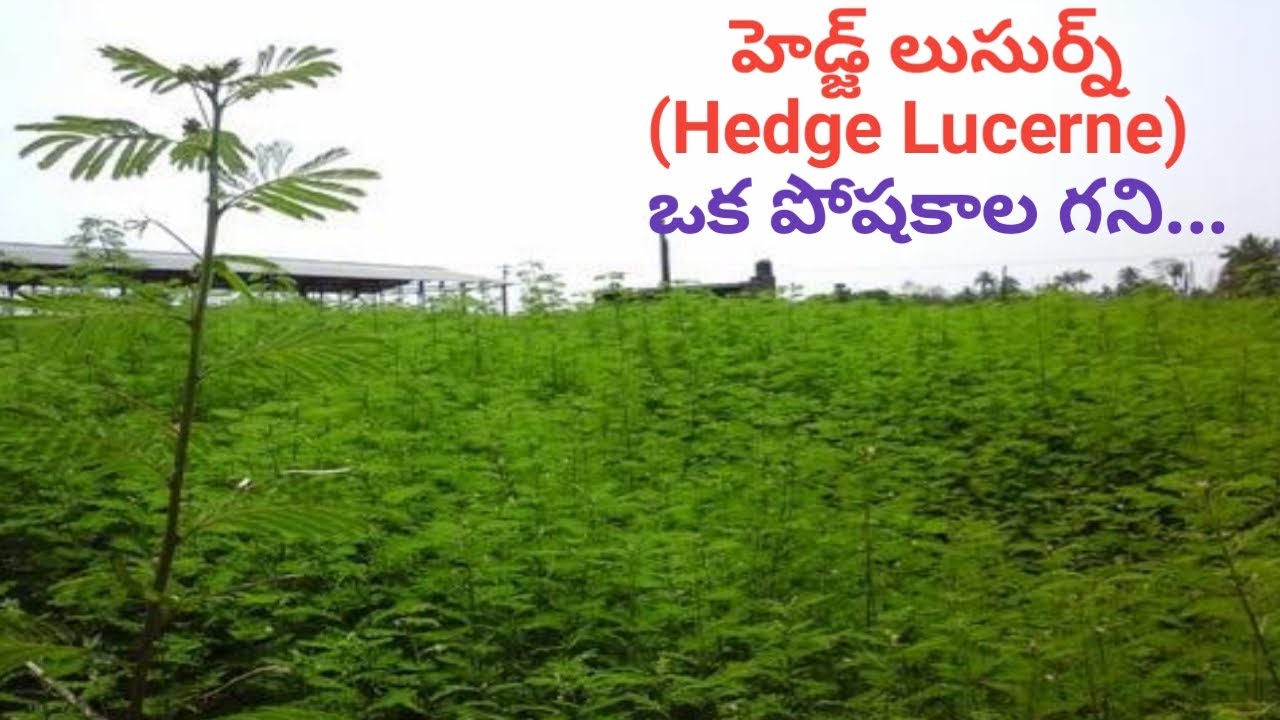 దశరథ గడ్డి కాయజాతిలో ఉన్నతమైనదా | Is Hedge Lucerne the Best Leguminous Fodder | Dr. Madankumar Vet
