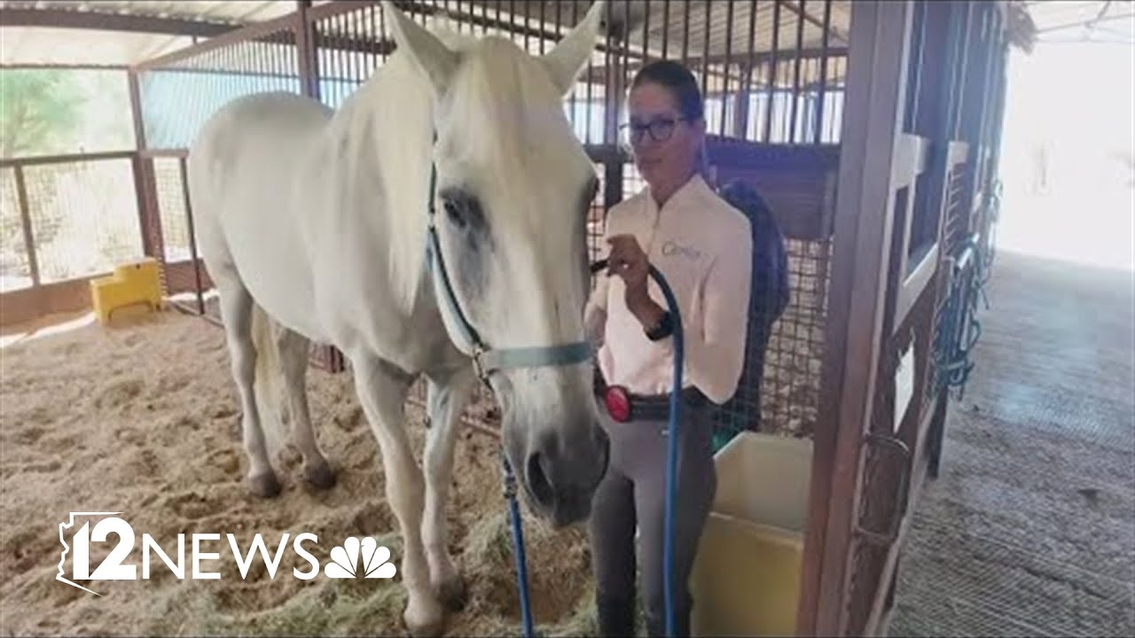 Retired Scottsdale police horse takes on new role as a therapy horse