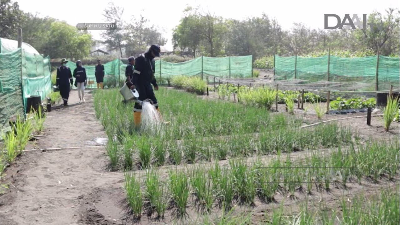 Bertani di Lahan Pasir | Bumiku Satu