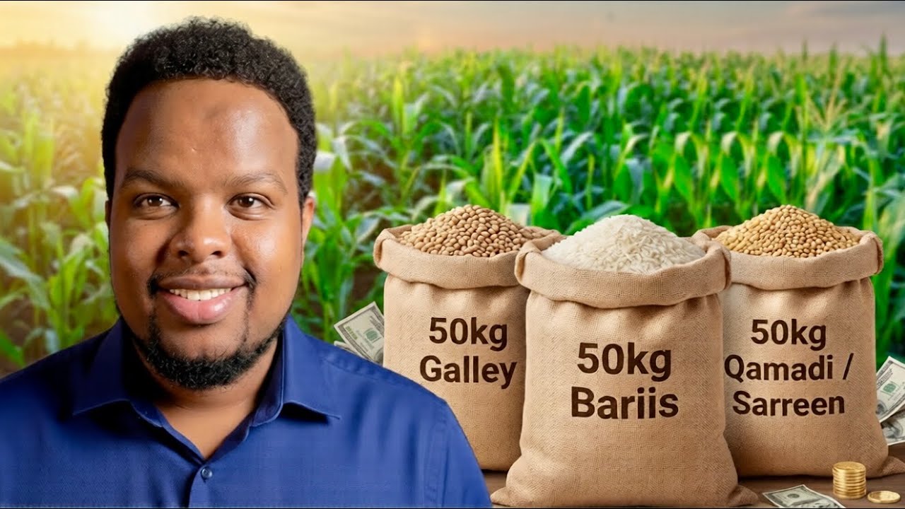 HALKAN AYAY LACAGTU KUJIRTAA - Future Somali Millionaires 